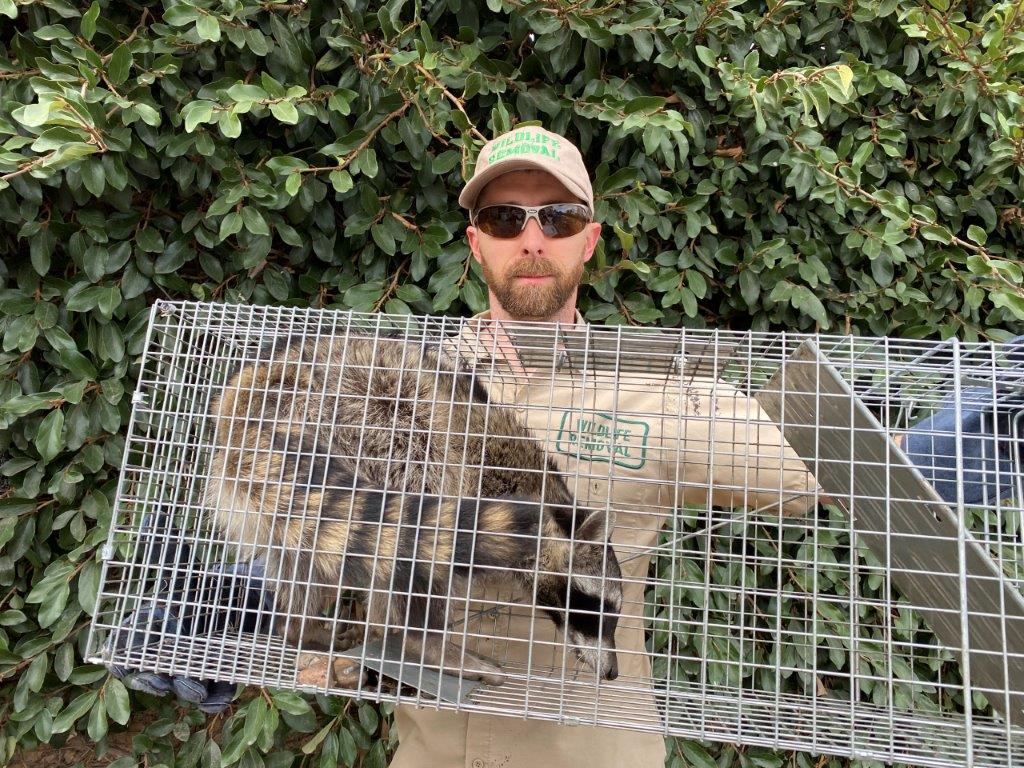 Lexington raccoon trapping