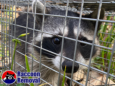 Lexington raccoon trapping